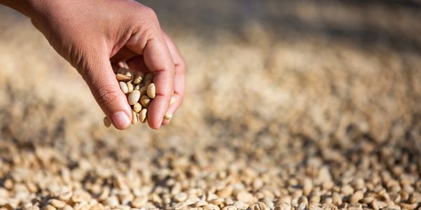 Hand holding and sprinkling dried coffee beans.