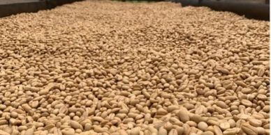 Raw coffee beans spread out evenly for drying.