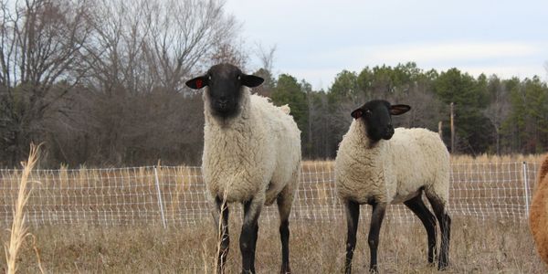 A pair of suffolk we hauled from Montana to the mountains of East Oklahoma for meat/fiber production