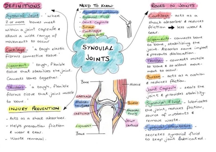 pic Synovial Joint Diagram Gcse Pe gcse simplified gcse physical