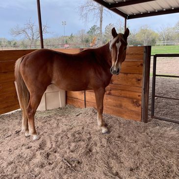 horse in stall