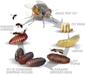 Harnessing Nature's Allies: Fly Predators for Horses