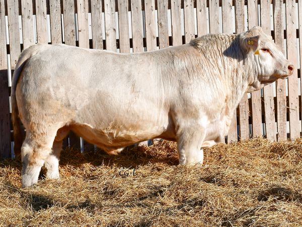 A sturdy light gray bull standing on straw.
