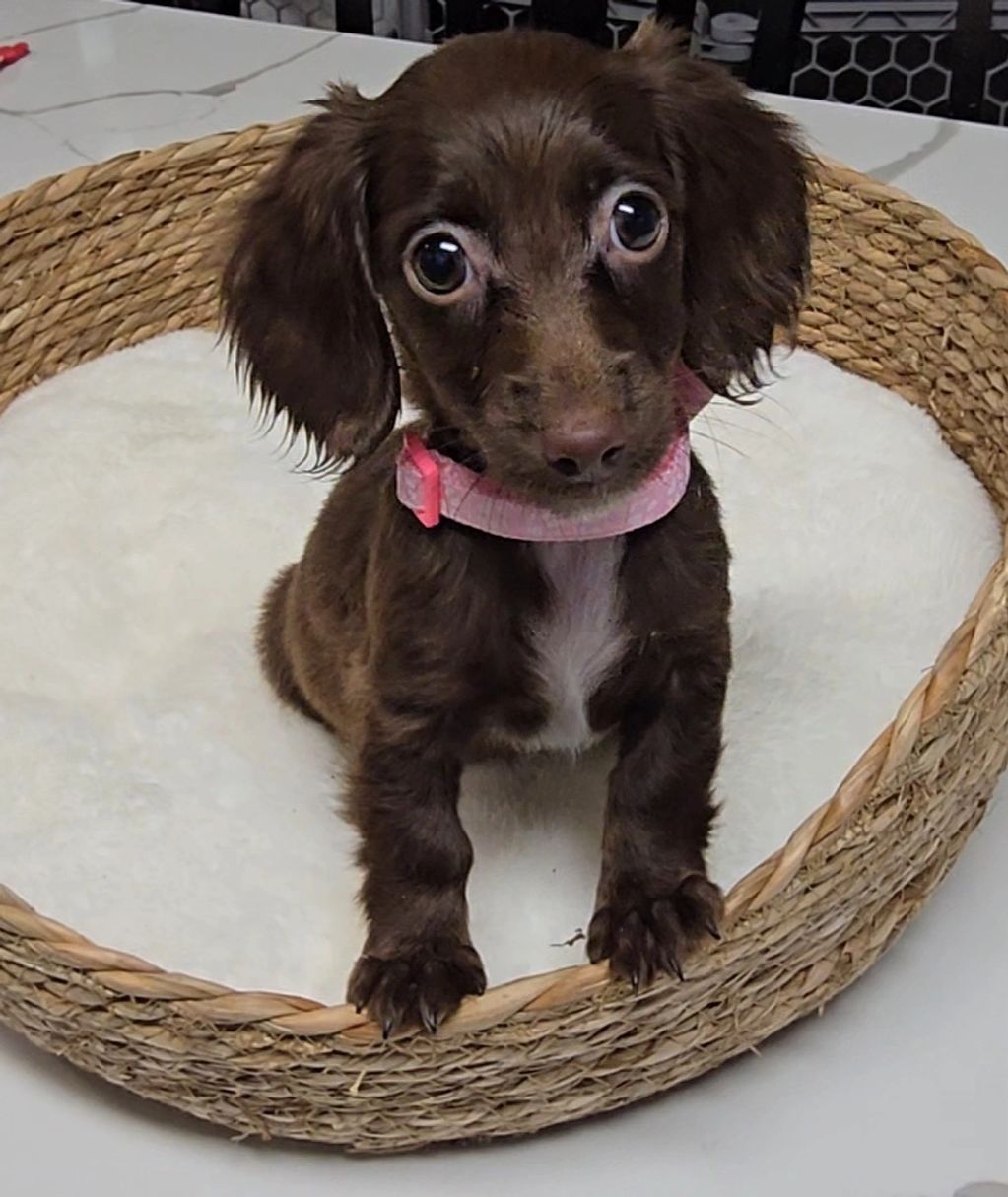 A small brown puppy with big eyes in a woven basket bed.