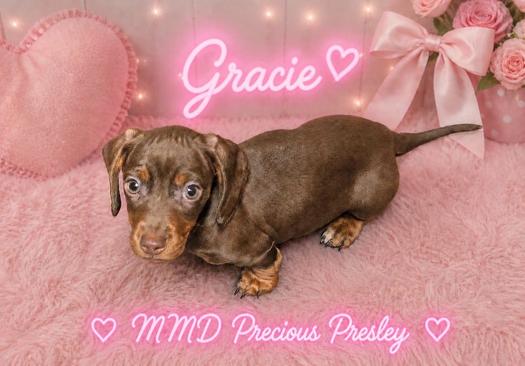 Adorable brown dachshund puppy named Gracie on a pink fluffy blanket with roses.