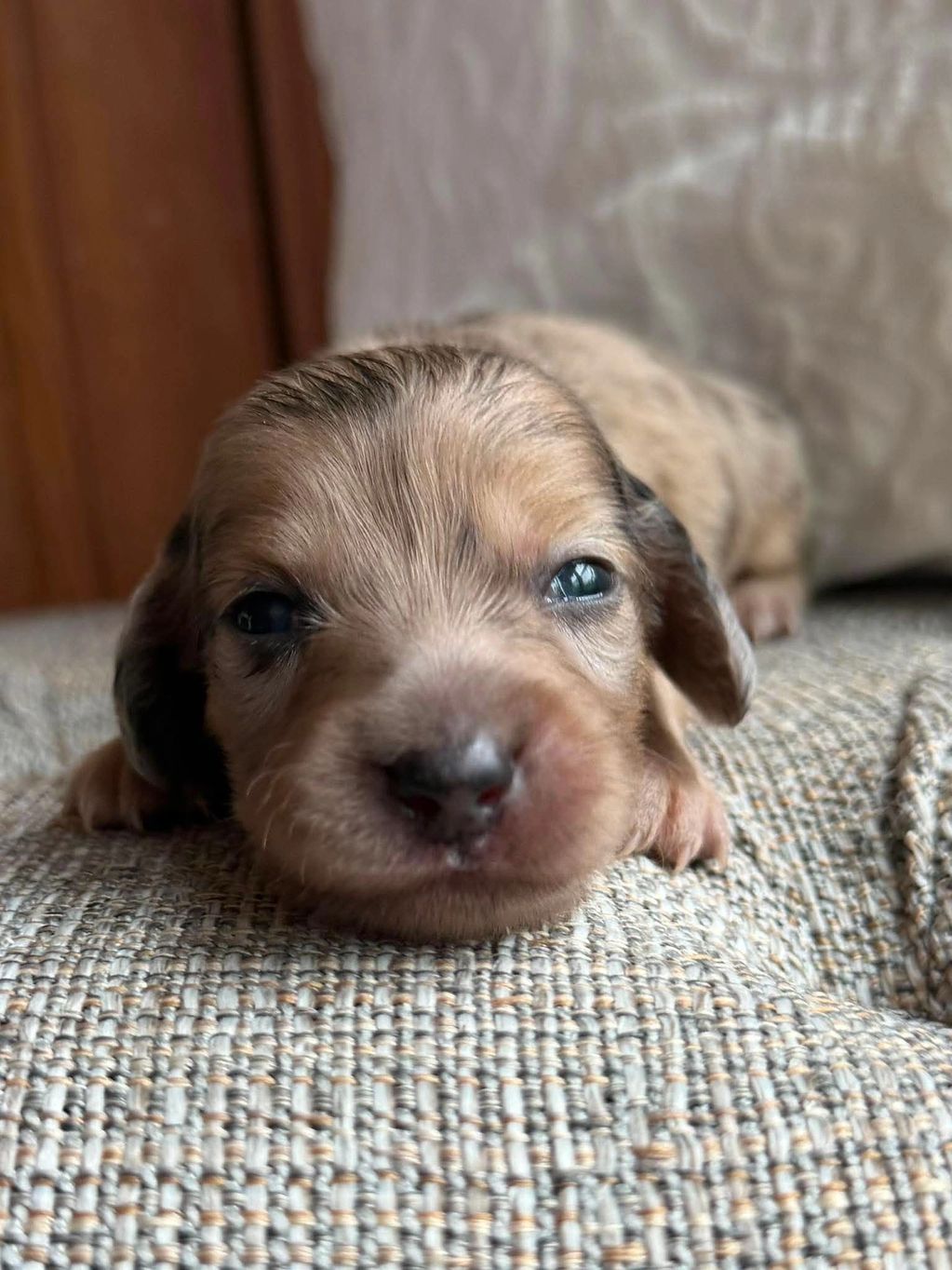 Close-up of a newborn puppy lying on a textured fabric surface.