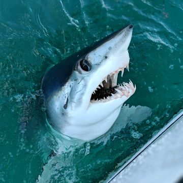 Shark Fishing in Rhode Island
Offshore Fishing Charter Rhode Island