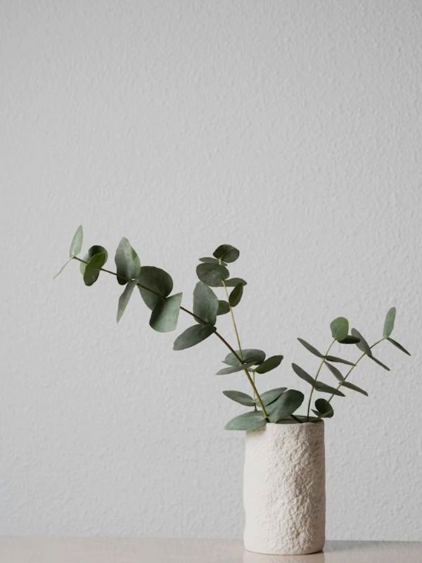 Green eucalyptus branches in a white textured vase.