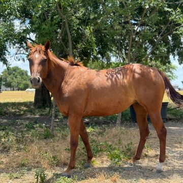 Born March 26, 2016, sweet intelligent - halter broke, stands for farrier - some training 