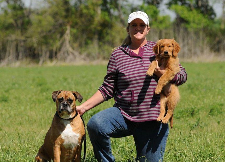 Dog trainer dog training boxer golden retriever 