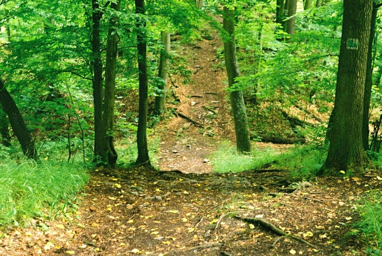 Create trails for you to enjoy the beauty of your land and increase your land value. 