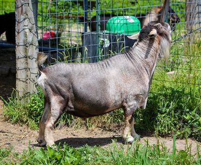 A gray goat standing beside a wire fence in a grassy area.