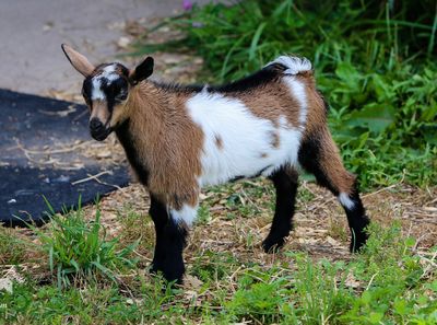 A young goat with brown, white, and black fur standing on grass.
