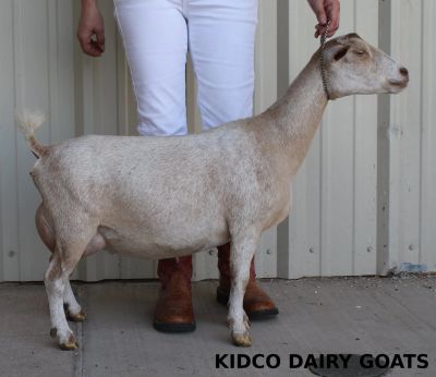 Light brown dairy goat standing beside person in white pants.
