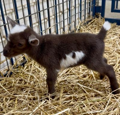 A young brown and white baby goat standing on straw inside a pen.