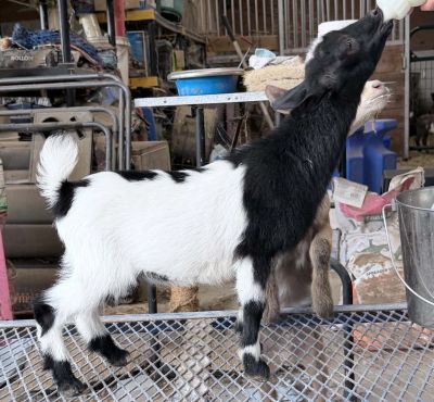 A black and white goat being bottle-fed indoors.