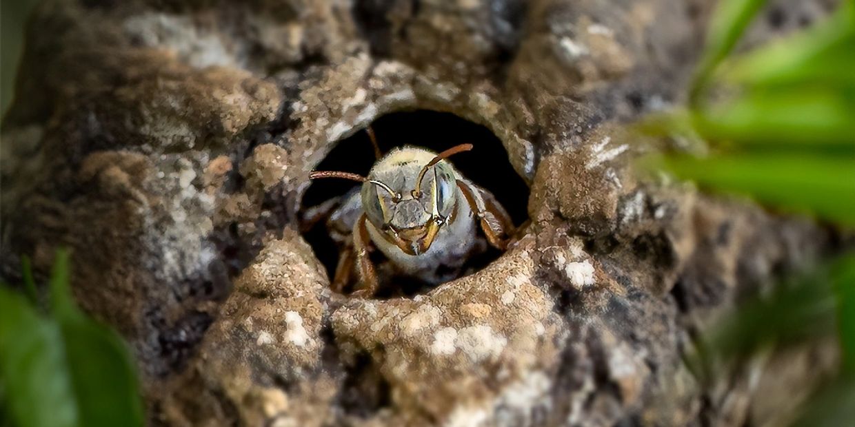 Close-up of a Melipona guard bee emerging from a small hole in the hive.