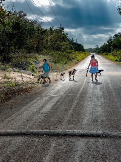 Two Maya women walk several sheep along a rural road under a cloudy sky, with lush greenery.