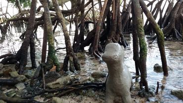 Marty in the Mangroves. Blue Hole Park, Bermuda.