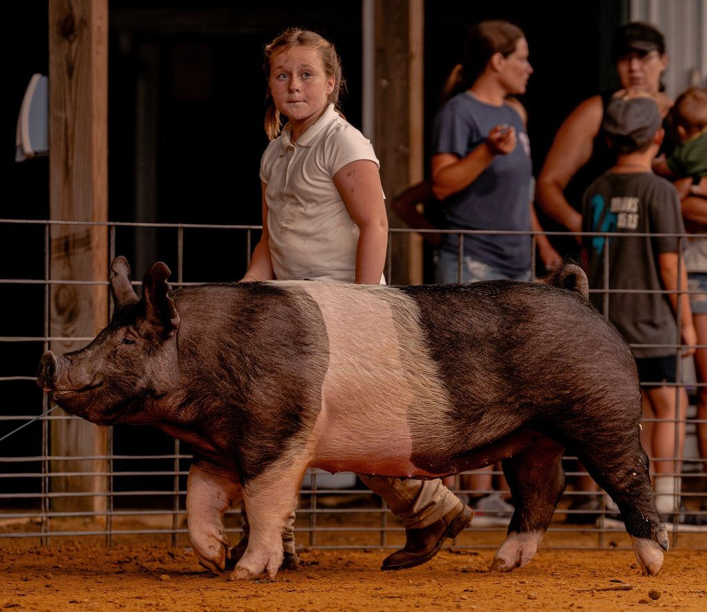 A young girl guides a large pig in a fenced area at an event.