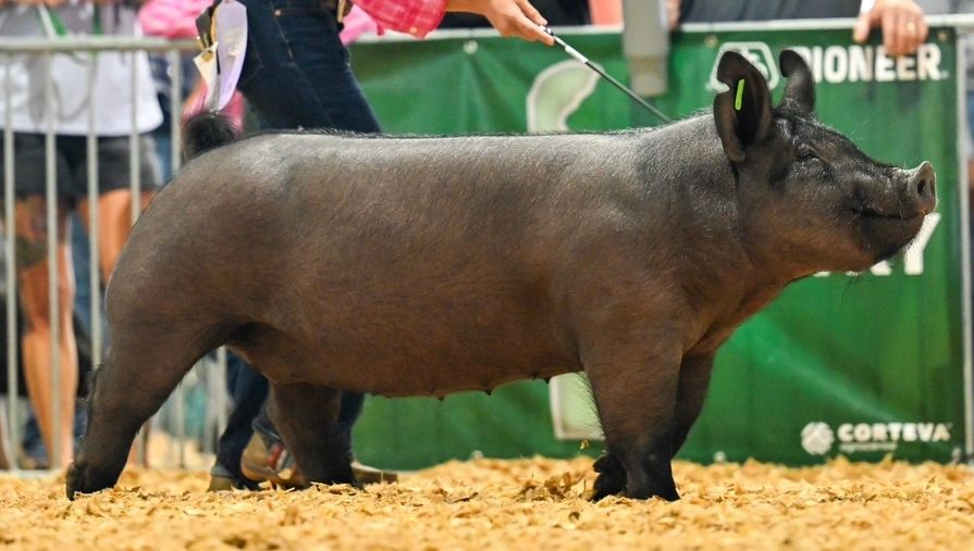 A black pig is being shown at a livestock event.