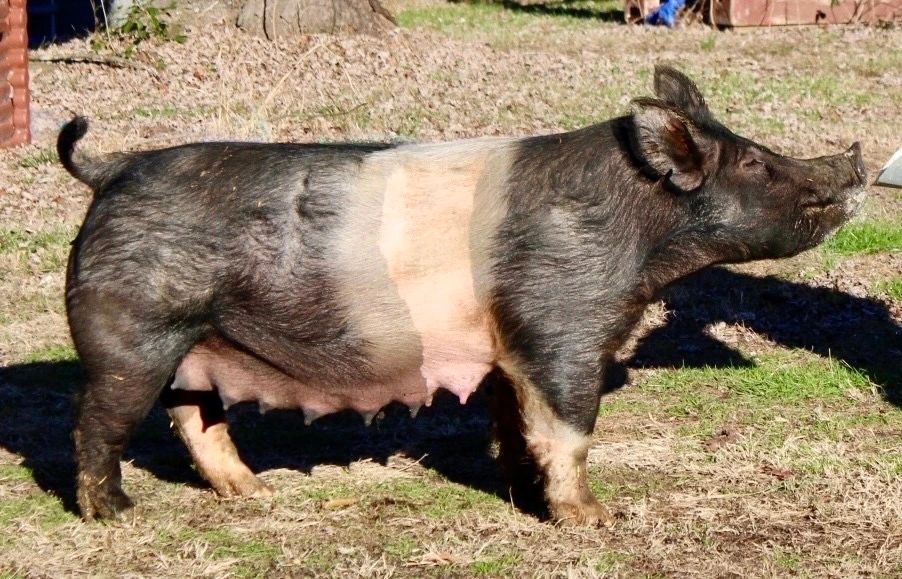 A black and white pig standing on grass outdoors.