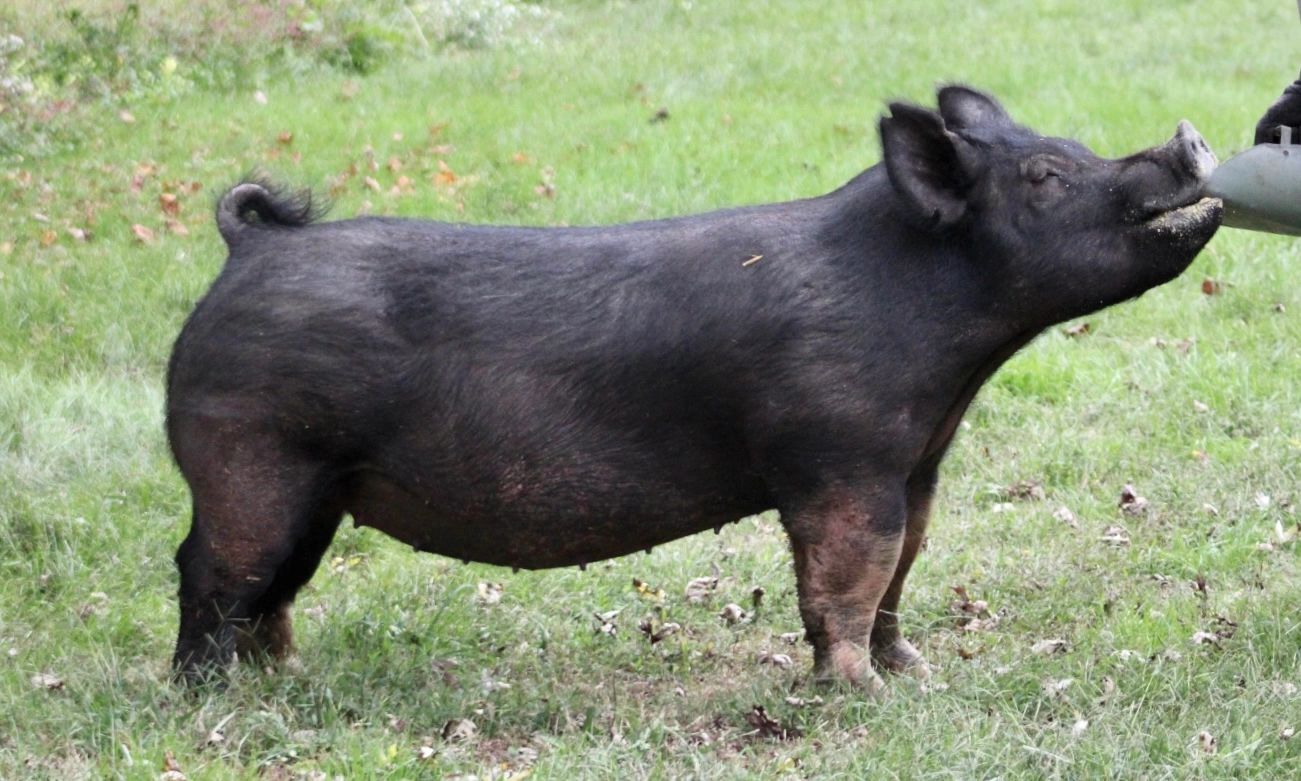 A black pig drinking water outdoors on a grassy field.