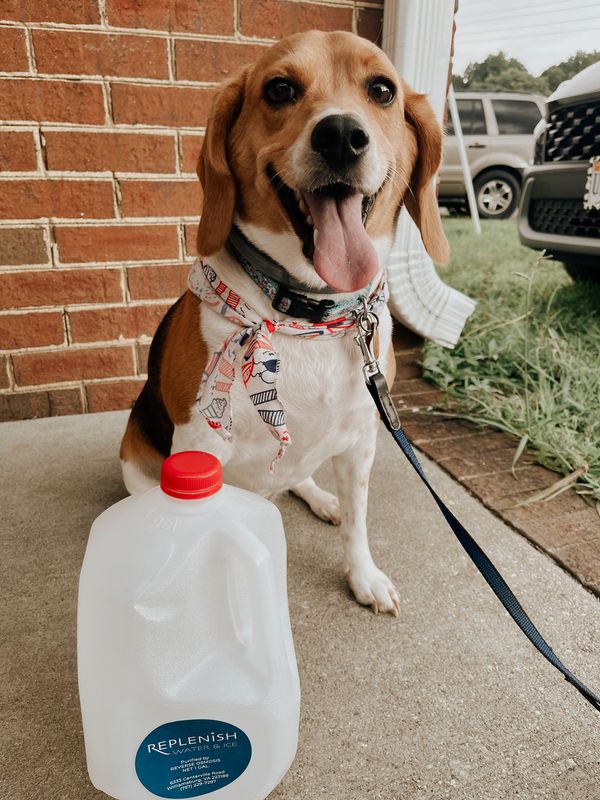 refill water bottle