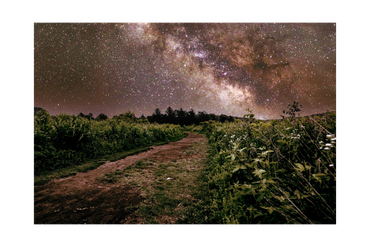 Dirt path leading through greenery under a star-filled night sky.