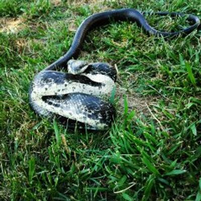 Snake in Backyard Lawn