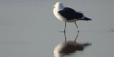 Gratitude Reflected