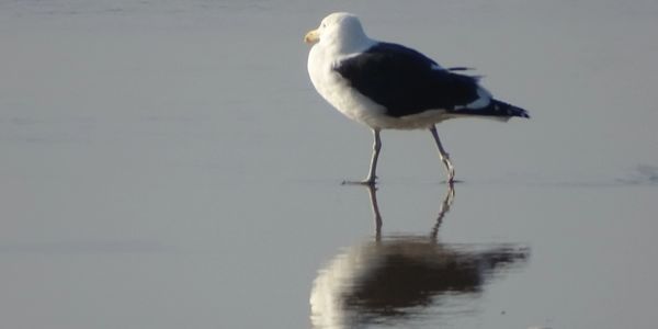 Gratitude Reflected