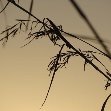 Grief and Sadness
