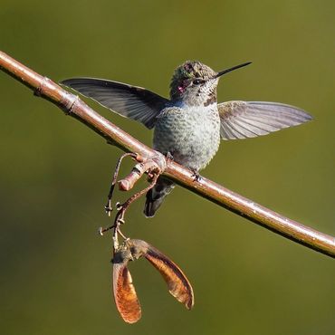 Hummingbird on a perch with wings spread