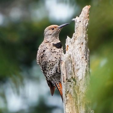A Northern Flicker female on a dead tree perch
