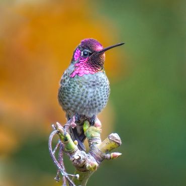 Anna's Hummingbird with a beautiful magenta gorget