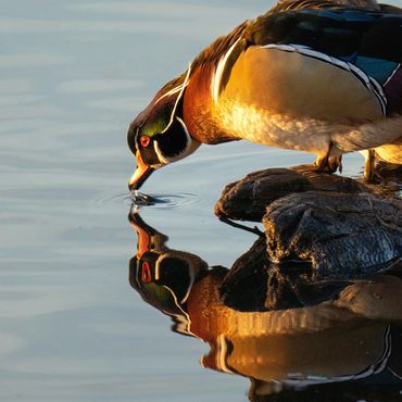 Wood Duck drake taking a sip of water with a reflection