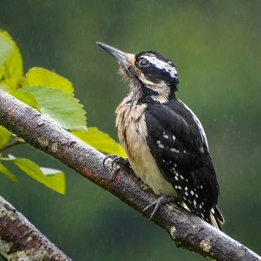 Hairy woodpecker in the rain