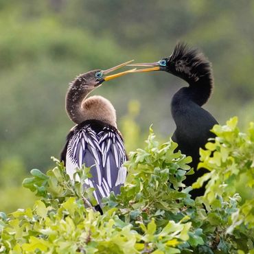 A male and female Anhinga flirting in the treetops