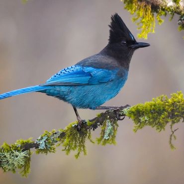 A Steller's Jay on a mossy branch