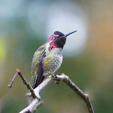 Anna's hummingbird male with magenta gorget