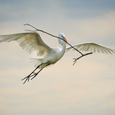 Great Egret flying with a stick
