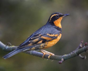 Varied Thrush male in the PNW