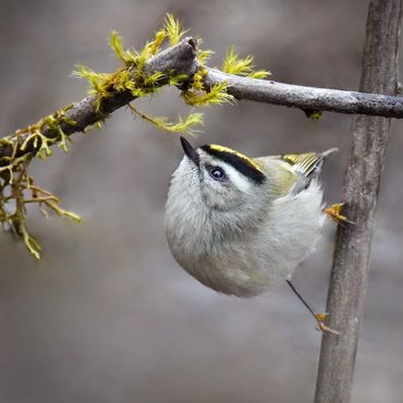 Golden-crowned Kinglet looking up at a mossy branch