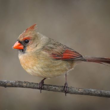 Female cardinal with a snowflake on the tip of her beak