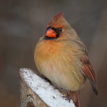Female northern cardinal on a snowy perch