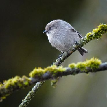 Bushtit female on a mossy perch