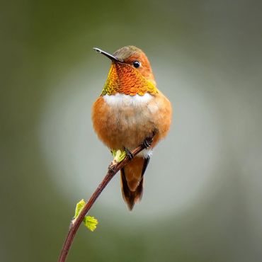 Rufous hummingbird male on a tiny perch