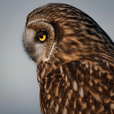 Short-eared Owl with an intense gaze