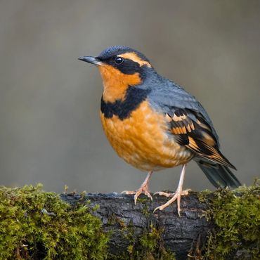 Varied Thrush on a mossy log